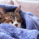 気温 15 度 寝具選びの秘密: 保温性と湿度調整のバランス